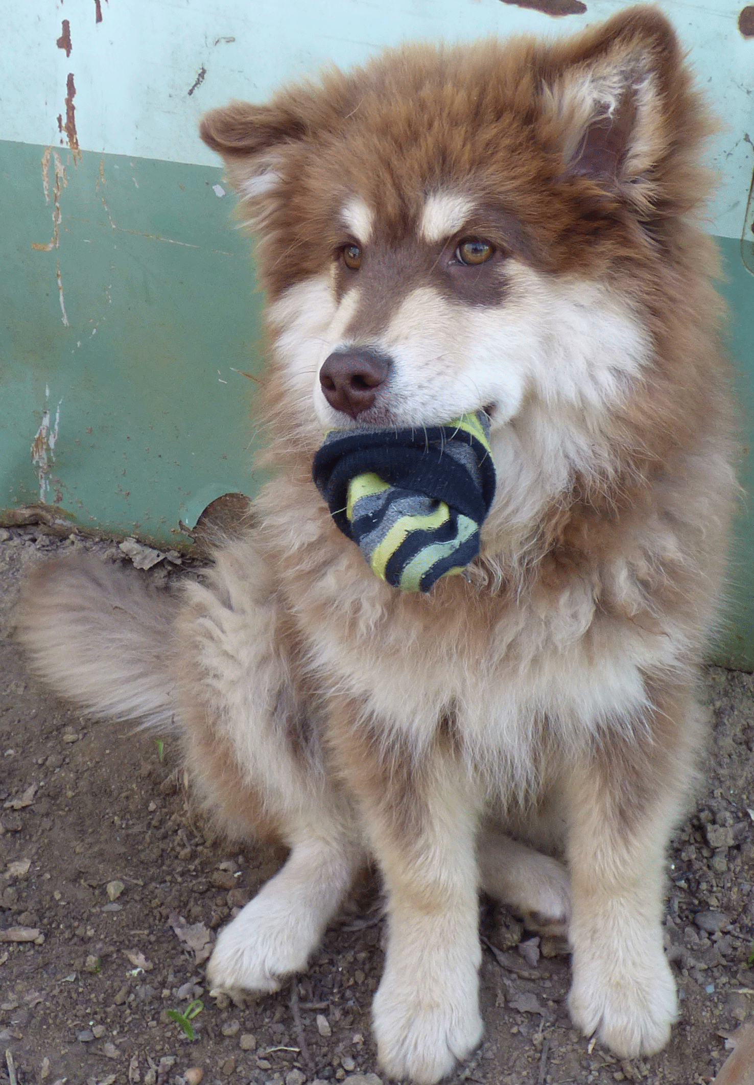 Beautiful The Most Beautiful Dog in the World